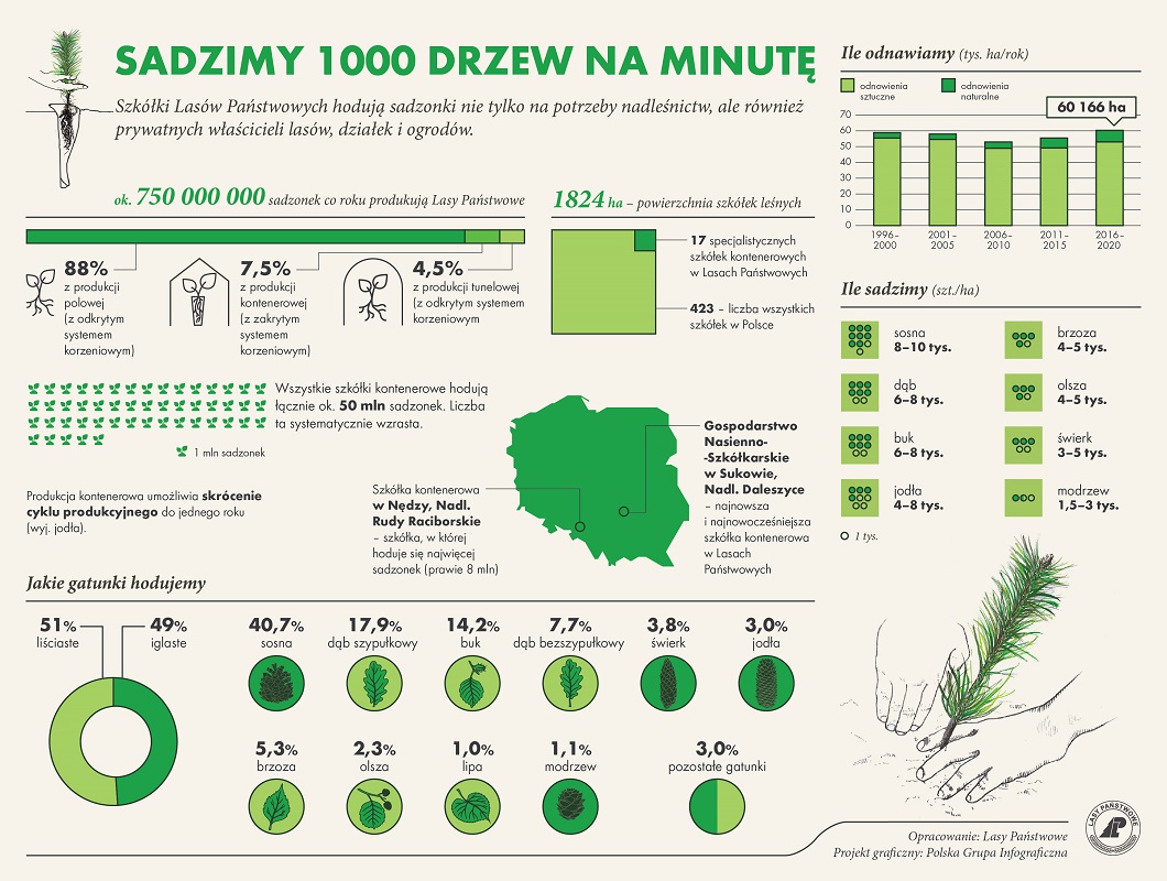 Infografika przedstawiająca informację, że LP sadzą 1000 drzew na minutę. 