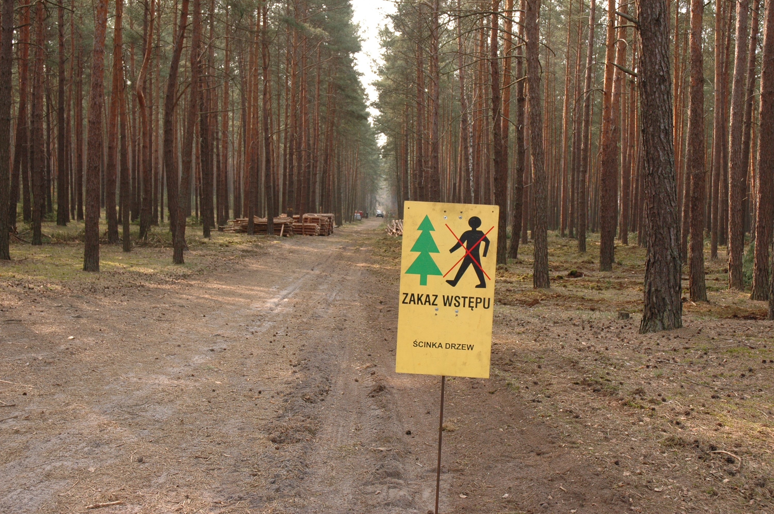 Zdjęcie przedstawia tablicę zakazu wstępu do lasu. Fot. Archiwum Nadleśnictwa