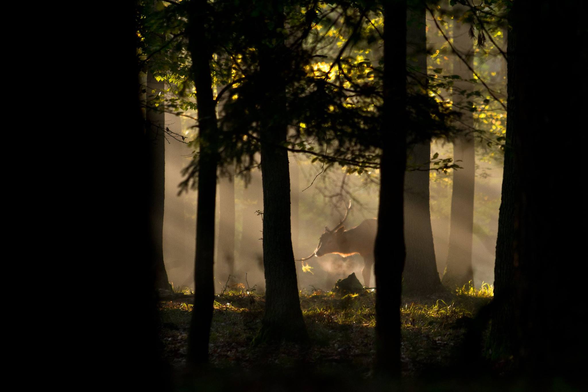 Zdjęcie przedstawia jelenia zrzucającego poroże. Fot. Bartek Nowak