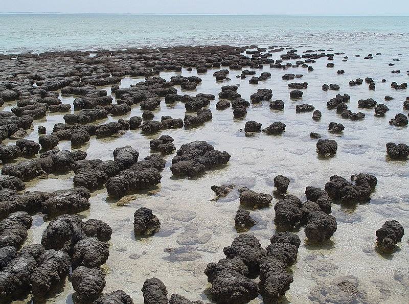 Zdjęcie przedstawia współczesne stromatolity z zachodniej Australii  (fot. Paul Harrison, licencja: GFDL).