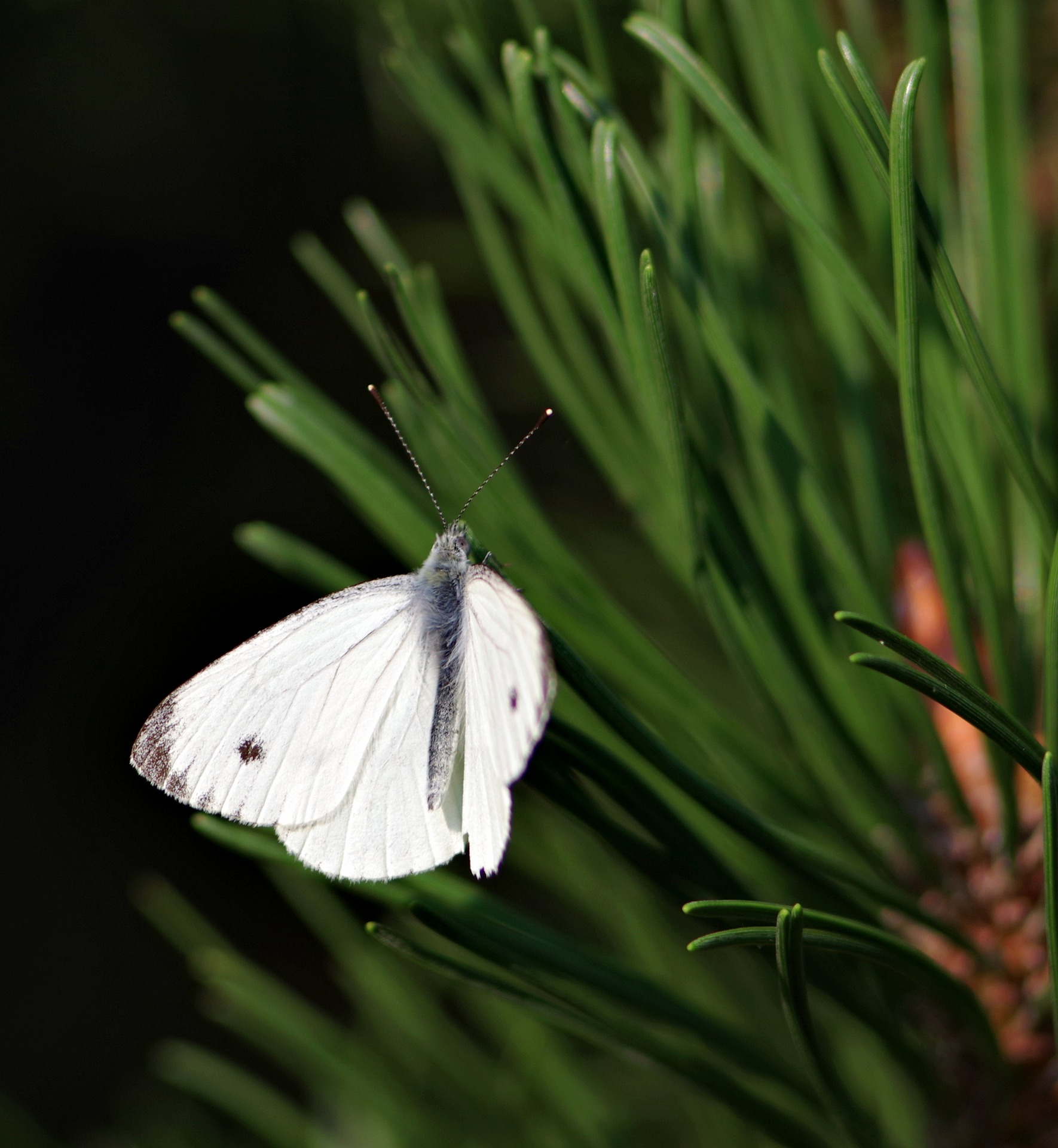 Zdjęcie przedstawia bielinka kapustnika w locie. Fot. Tomasz Owczarek