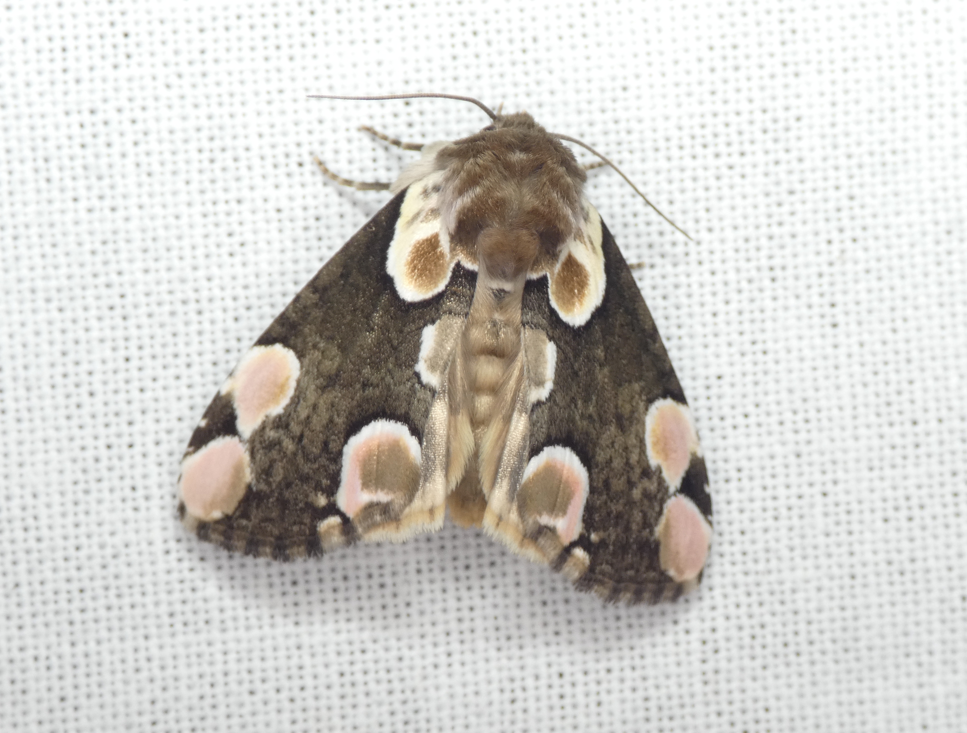 Zdjęcie przedstawia nocnego motyla - plamówkę malinówkę, Fot. P. Wieczorek