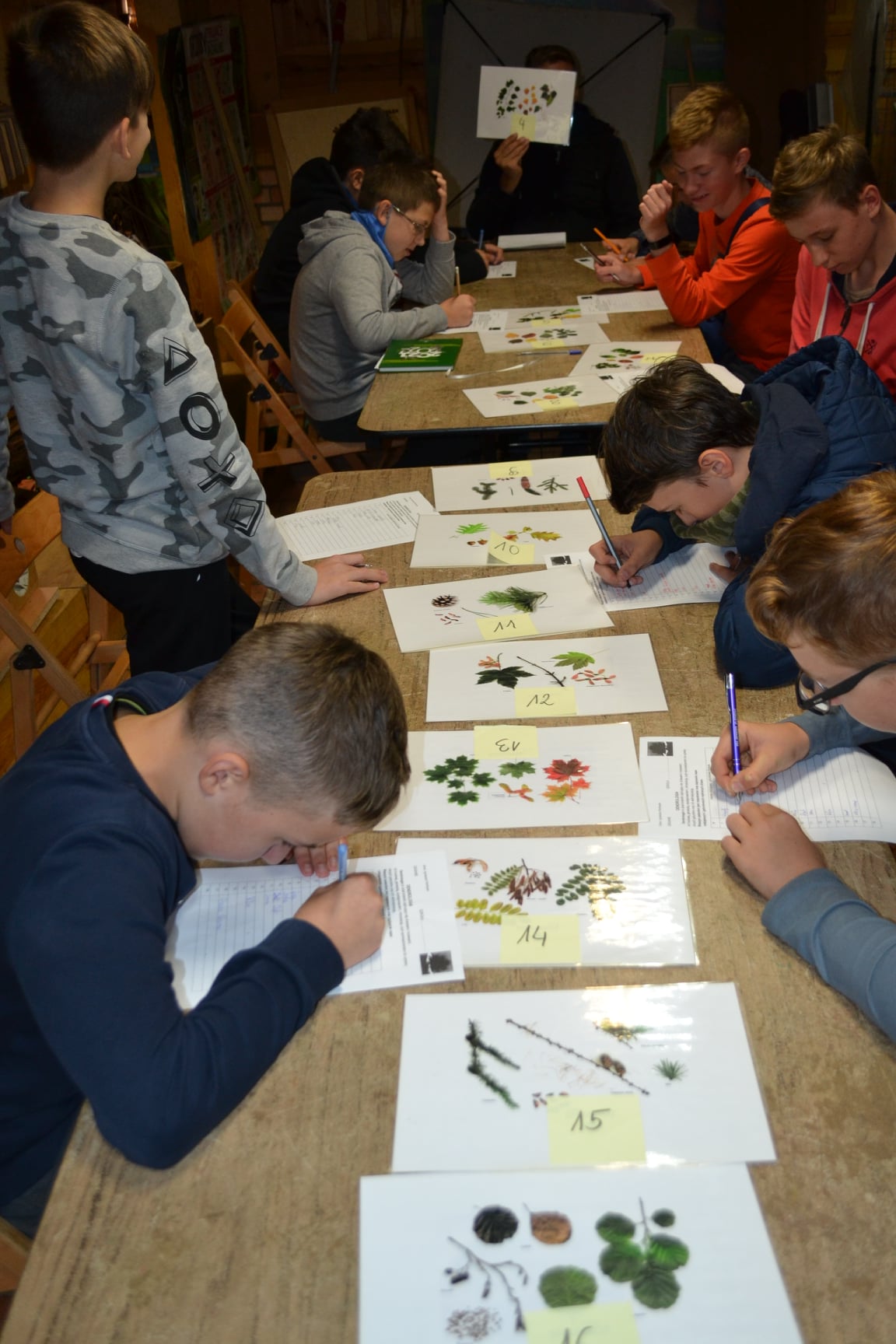 Zdjęcie przedstawia uczniów ze Szkoły Podstawowej nr 2 w Kórniku podczas zajęć z rozpoznawania gatunków drzew. Fot. Archiwum Nadleśnictwa