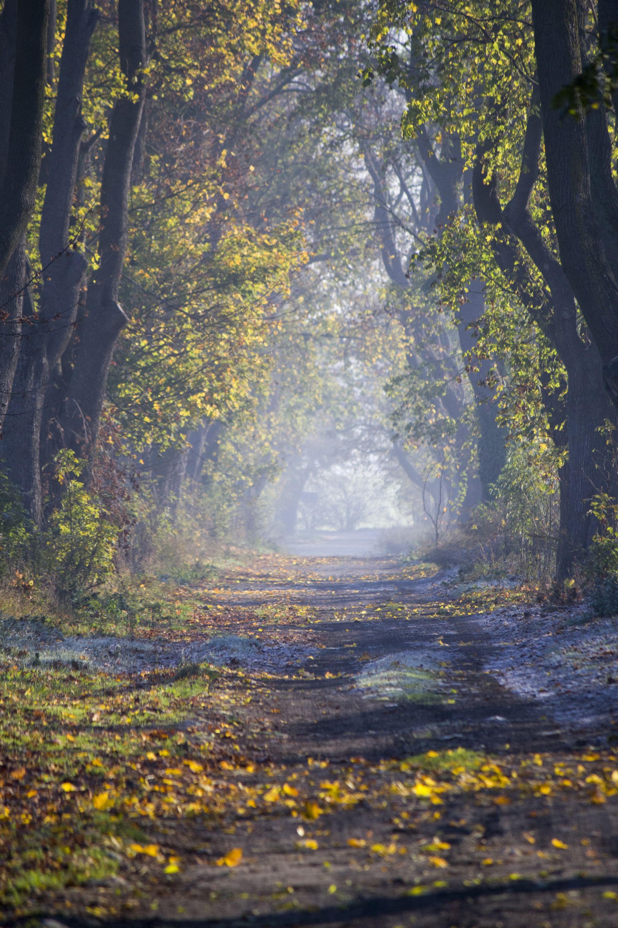 Zdjęcie przedstawia spektakl jesiennych barw. Fot. Tomasz Owczarek