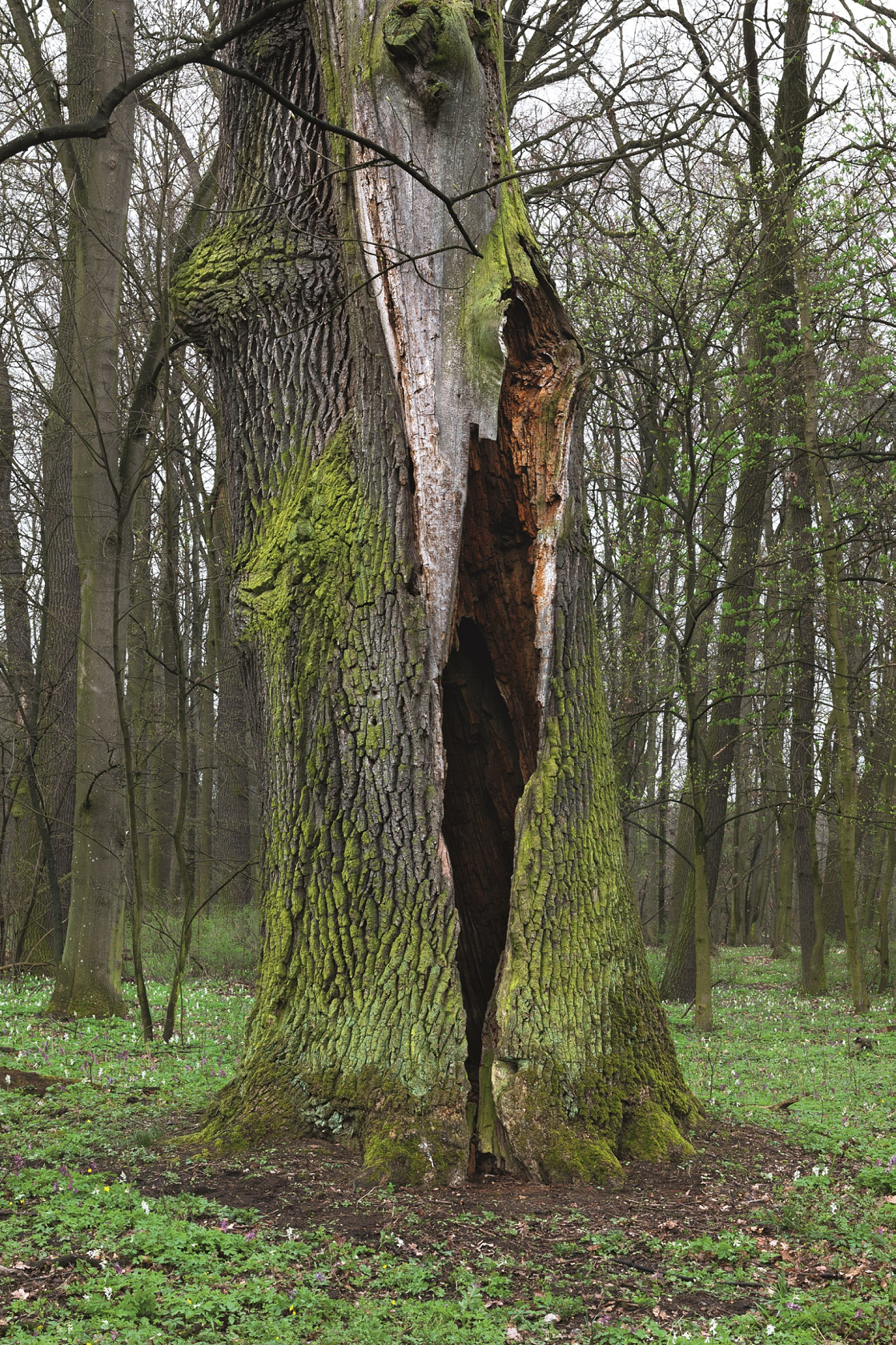 Zdjęcie przedstawia pomnik przyrody ożywionej – dąb szypułkowy zlokalizowany w leśnictwie Annowo. Fot. Archiwum Nadleśnictwa.