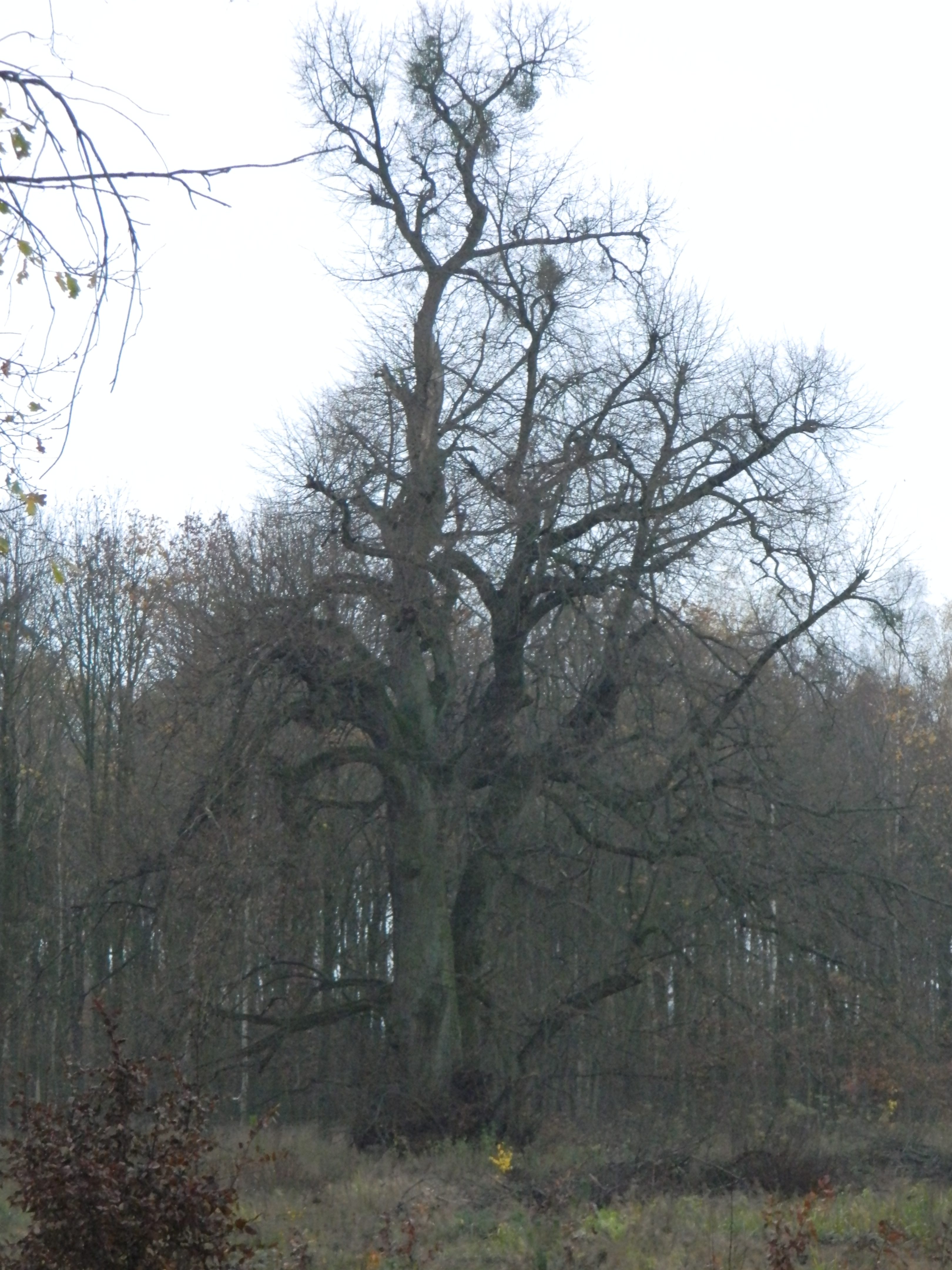 Zdjęcie przedstawia lipę szerokolistną o obwodzie 563 cm rosnącą w leśnictwie Buczyna. Fot. Waldemar Głowski, leśniczy leśnictwa Buczyna.