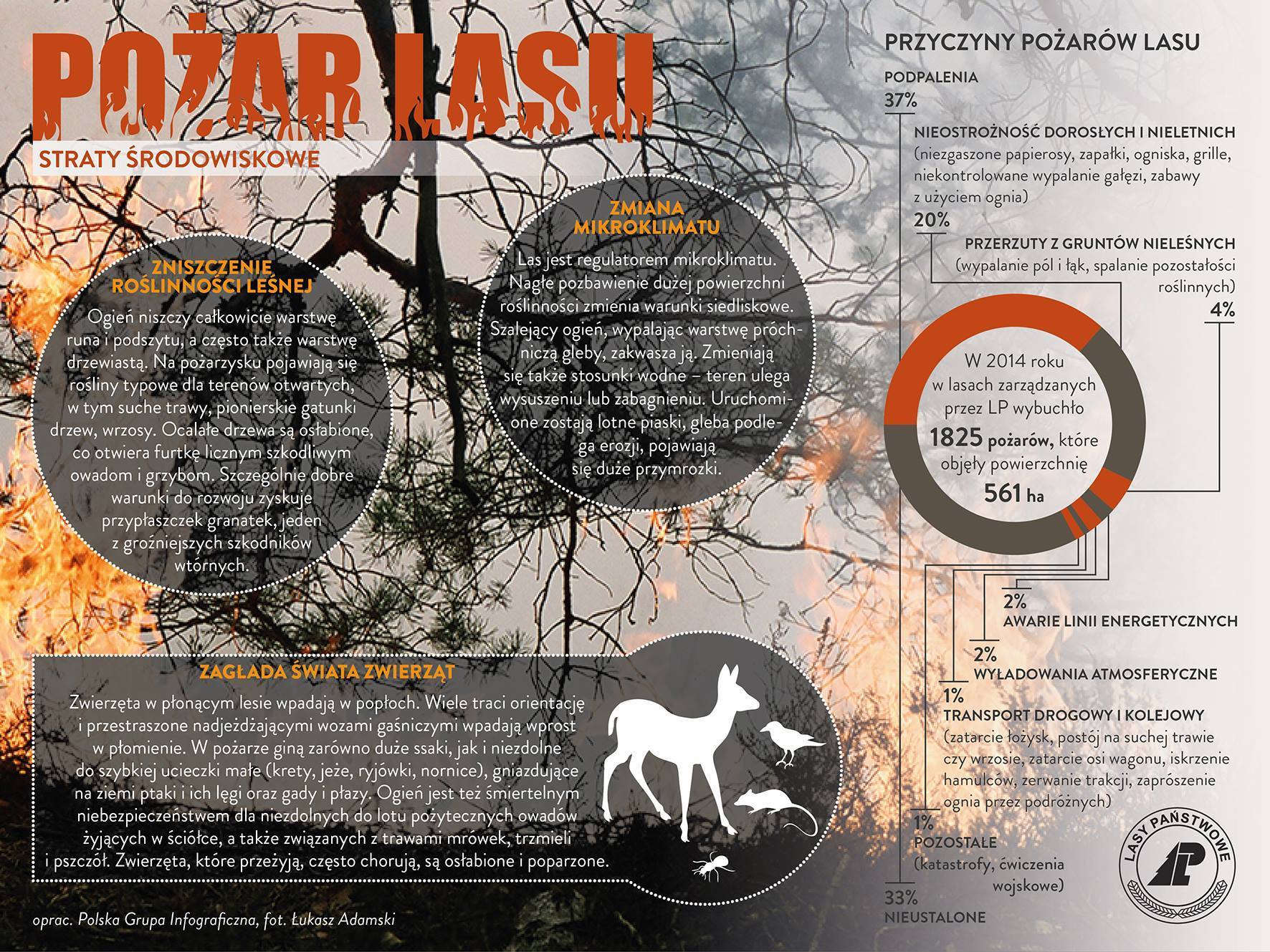 Zdjęcie przedstawia infografikę CILP – Pożar lasu - Straty środowiskowe