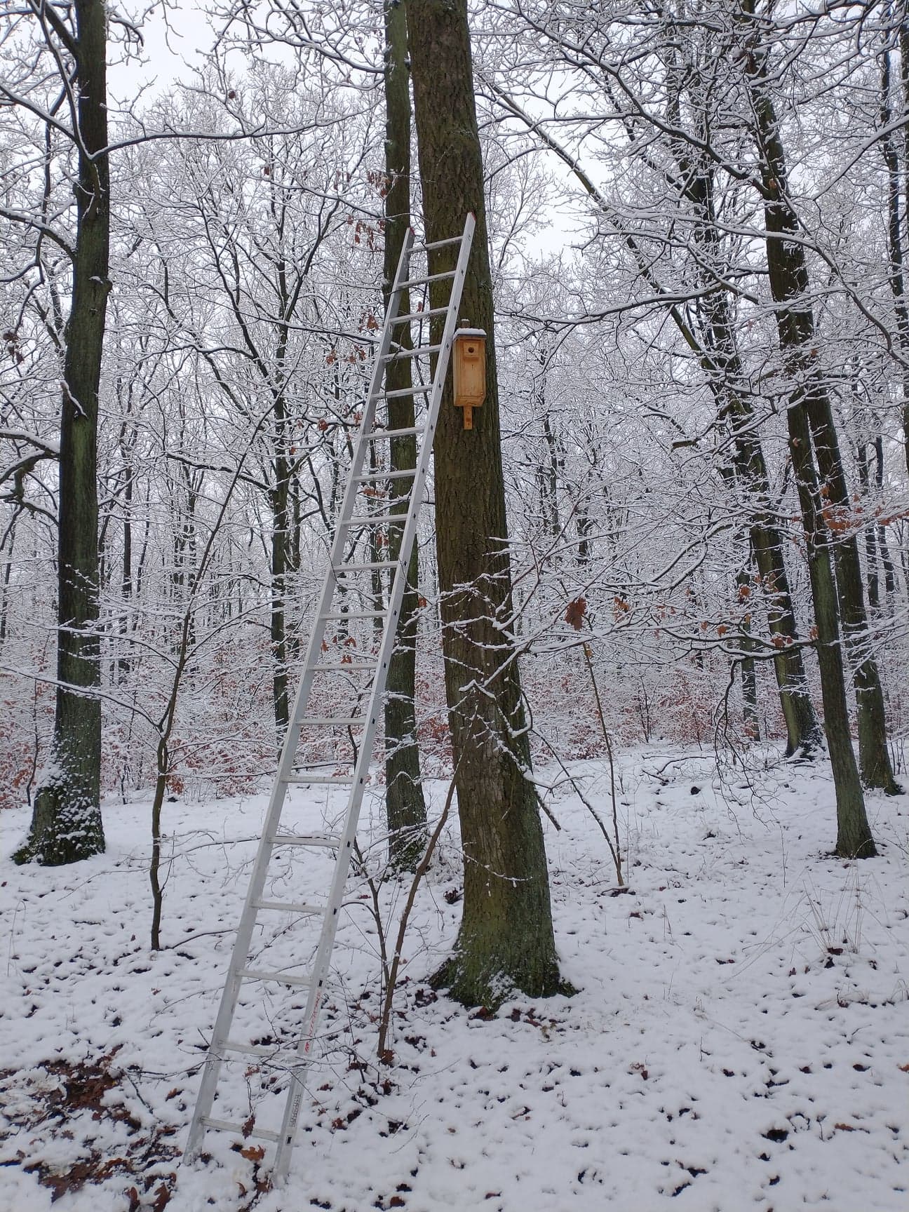 Zdjęcie przedstawia drabinę podstawioną pod drzewo, na którym zawieszona jest budka, wymagająca corocznego czyszczenia. Fot. Janusz Mateja