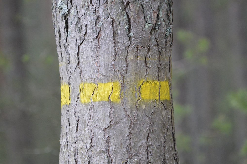 Zdjęcie przedstawia drzewo z namalowaną żółtym kolorem przerywaną linią, która oznacza granice GDN-u. Fot. Z. Szeląg.