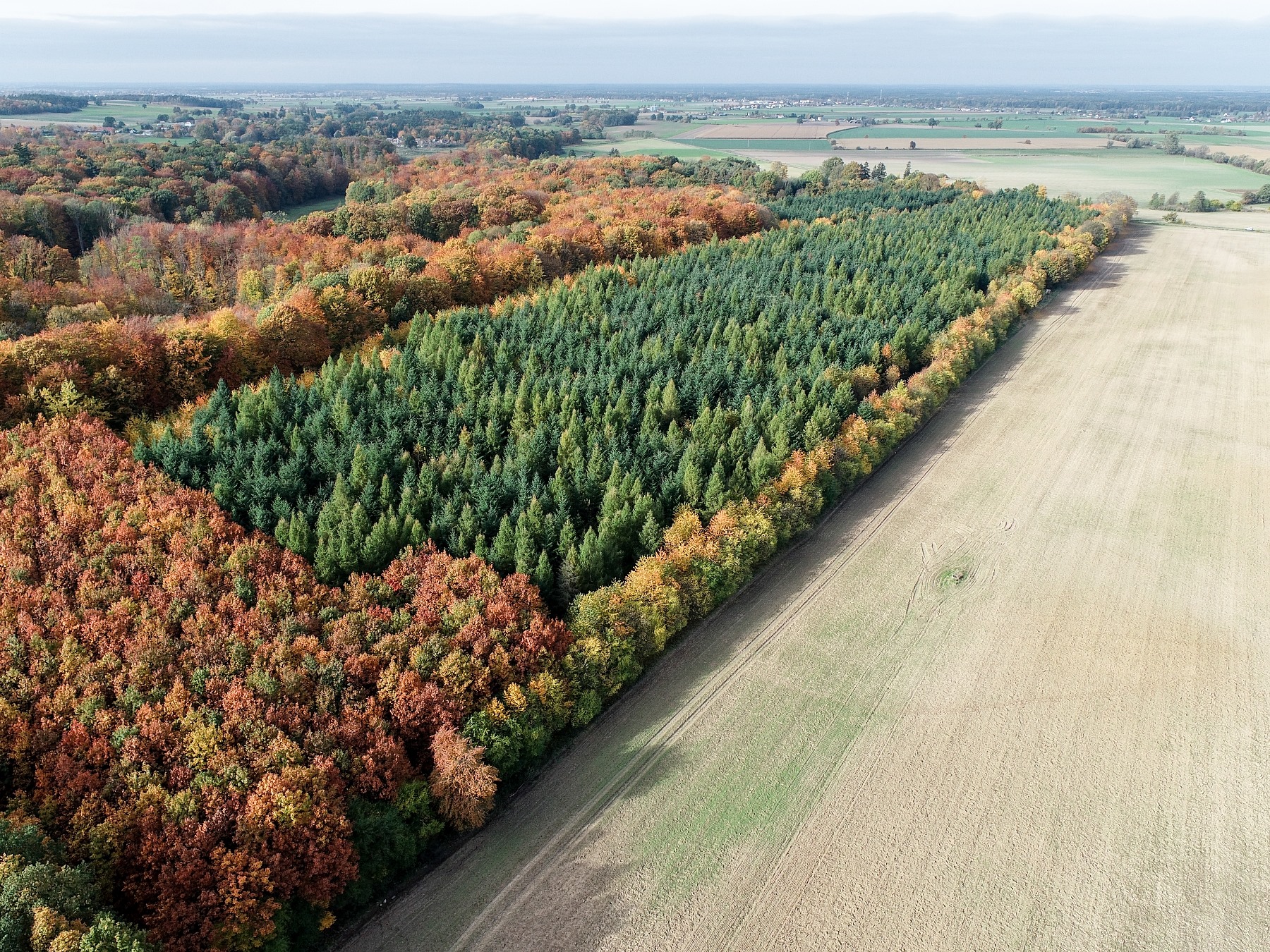 Zdjęcie lasu wykonane za pomocą drona. Fot. Artur Napierała