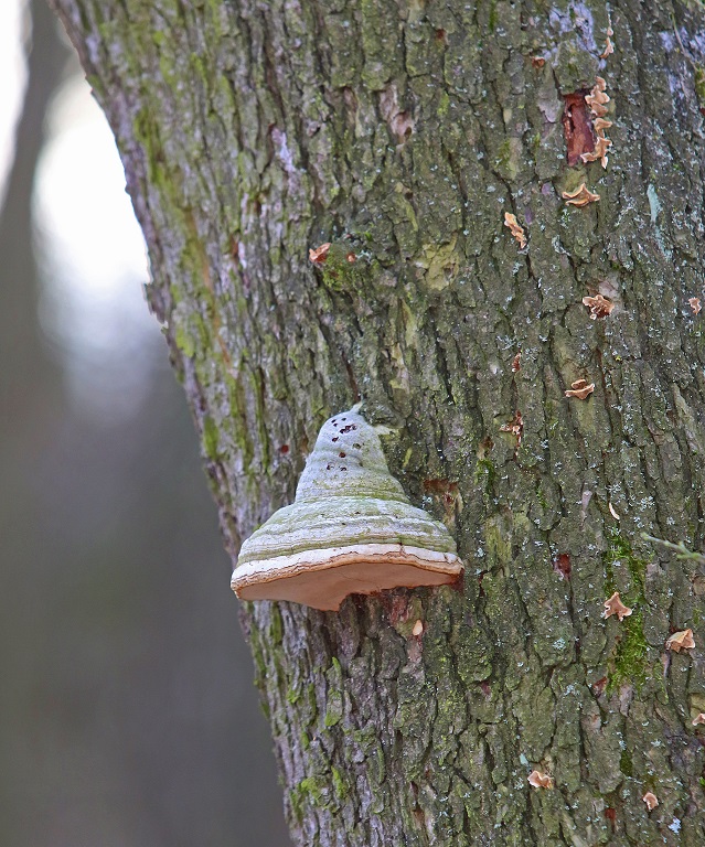 Zdjęcie przedstawia hubę na pniu drzewa. Fot. Archiwum  Nadleśnictwa