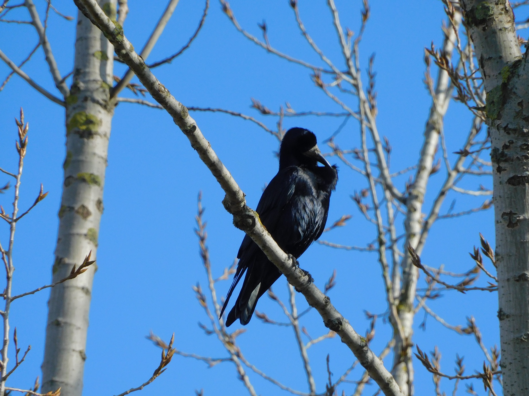 Zdjęcie przedstawia gawrona (Corvus frugilegus). Fot. Patrycja Różańska