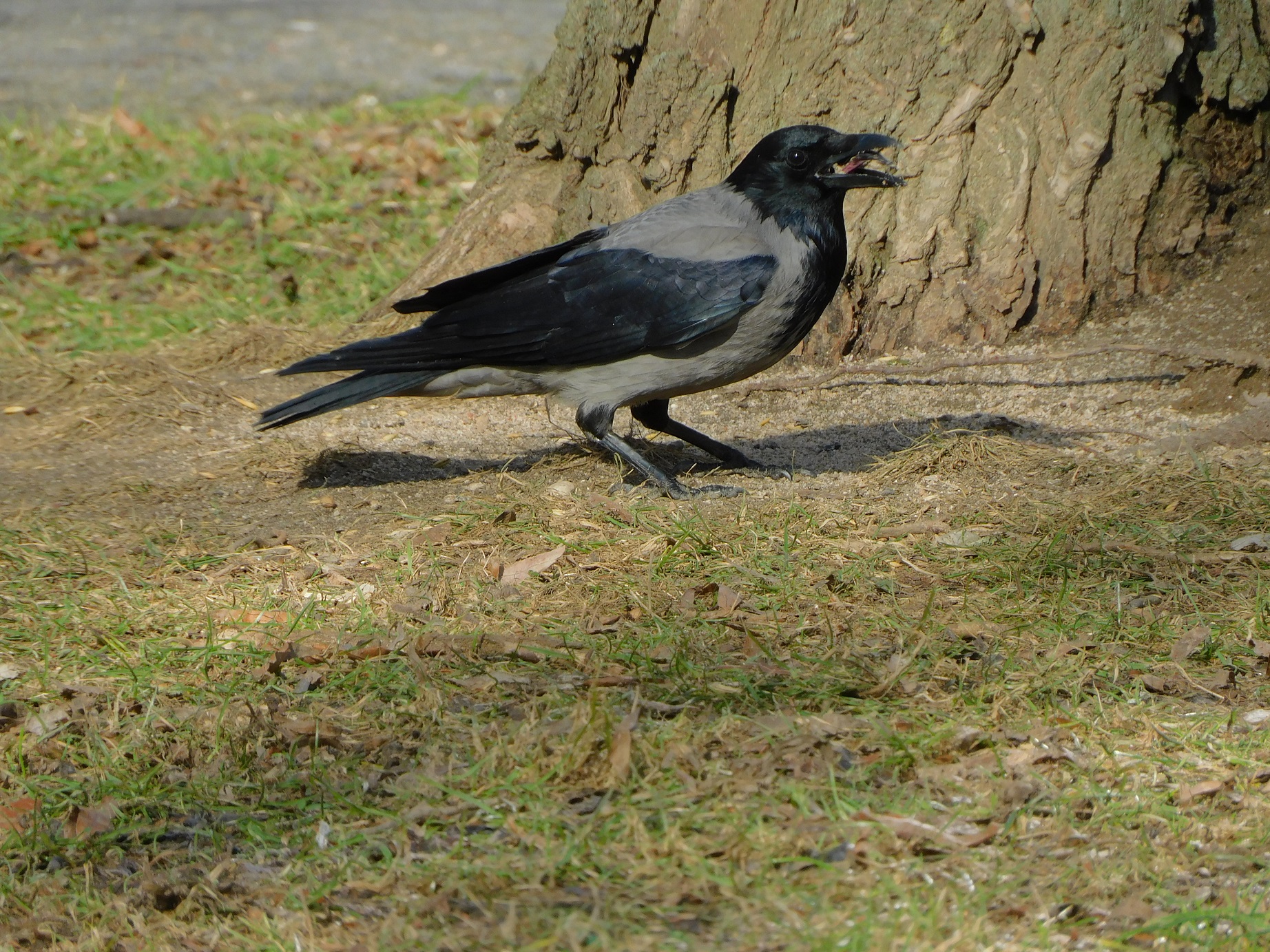Zdjęcie przedstawia wronę siwą (Corvus corone). Fot. Patrycja Różańska