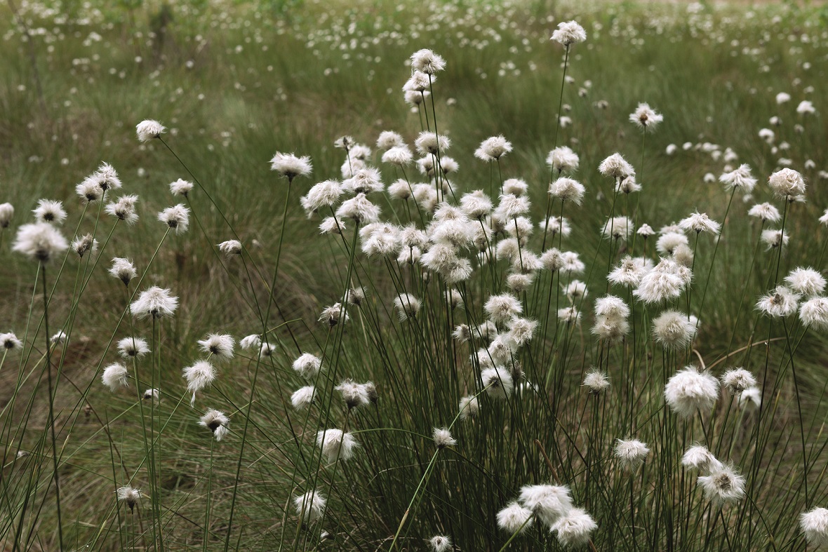 Zdjęcie przedstawia roślinę chronioną - wełniankę pochwowatą, rosnącą w obszarze chronionego krajobrazu "Dolina Wełny i Rynna Gołaniecko-Wągrowiecka". Fot. Krzysztof Moroz
