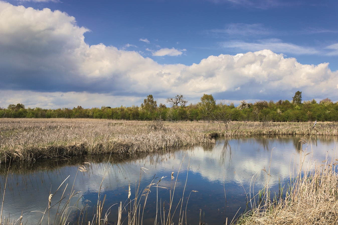 Zdjęcie przedstawia obszar Natura 2000 "Biedrusko". Fot. Krzysztof Moroz
