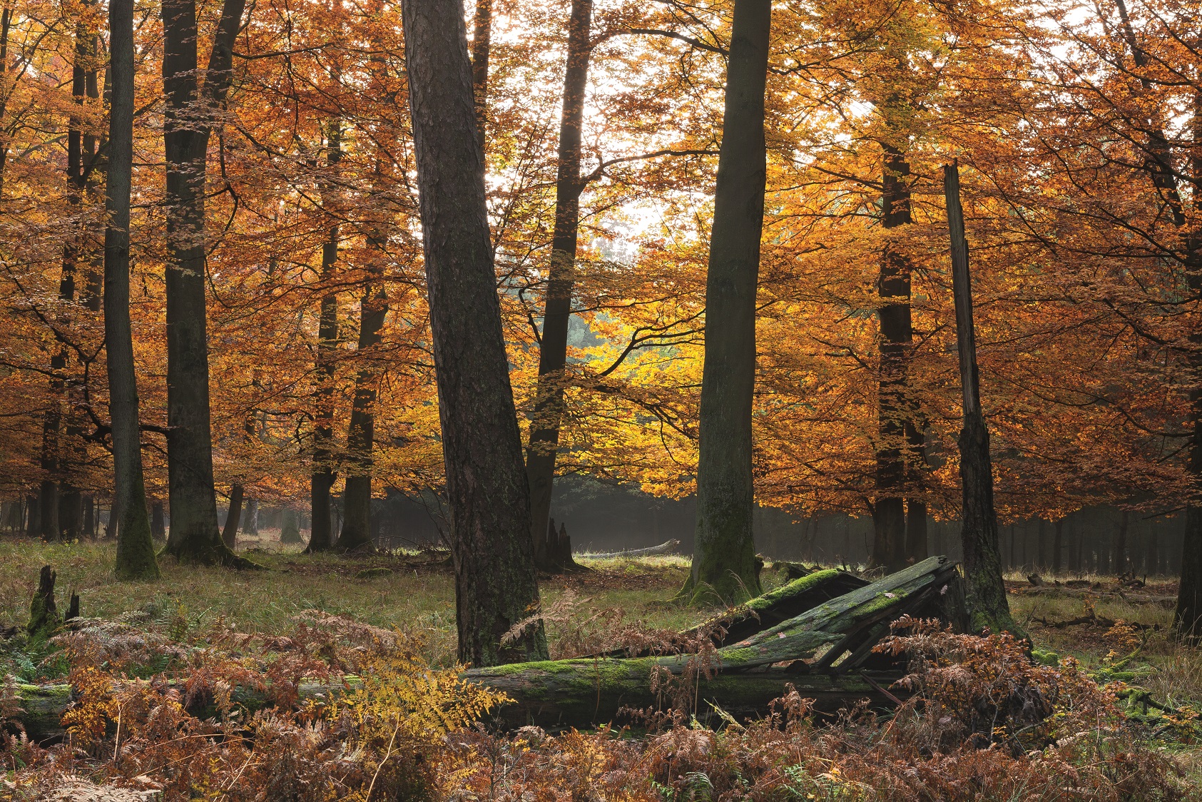 Zdjęcie przedstawia drzewostany z udziałem buka w Parku Krajobrazowym Puszcza Zielonka. Fot. Krzysztof Moroz