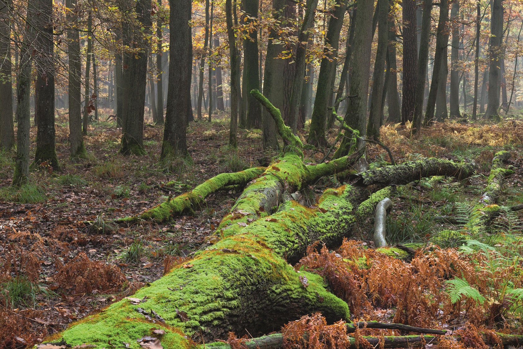 Zdjęcie przedstawia drzewostany z udziałem dębu w Parku Krajobrazowym Puszcza Zielonka. Fot. Krzysztof Moroz