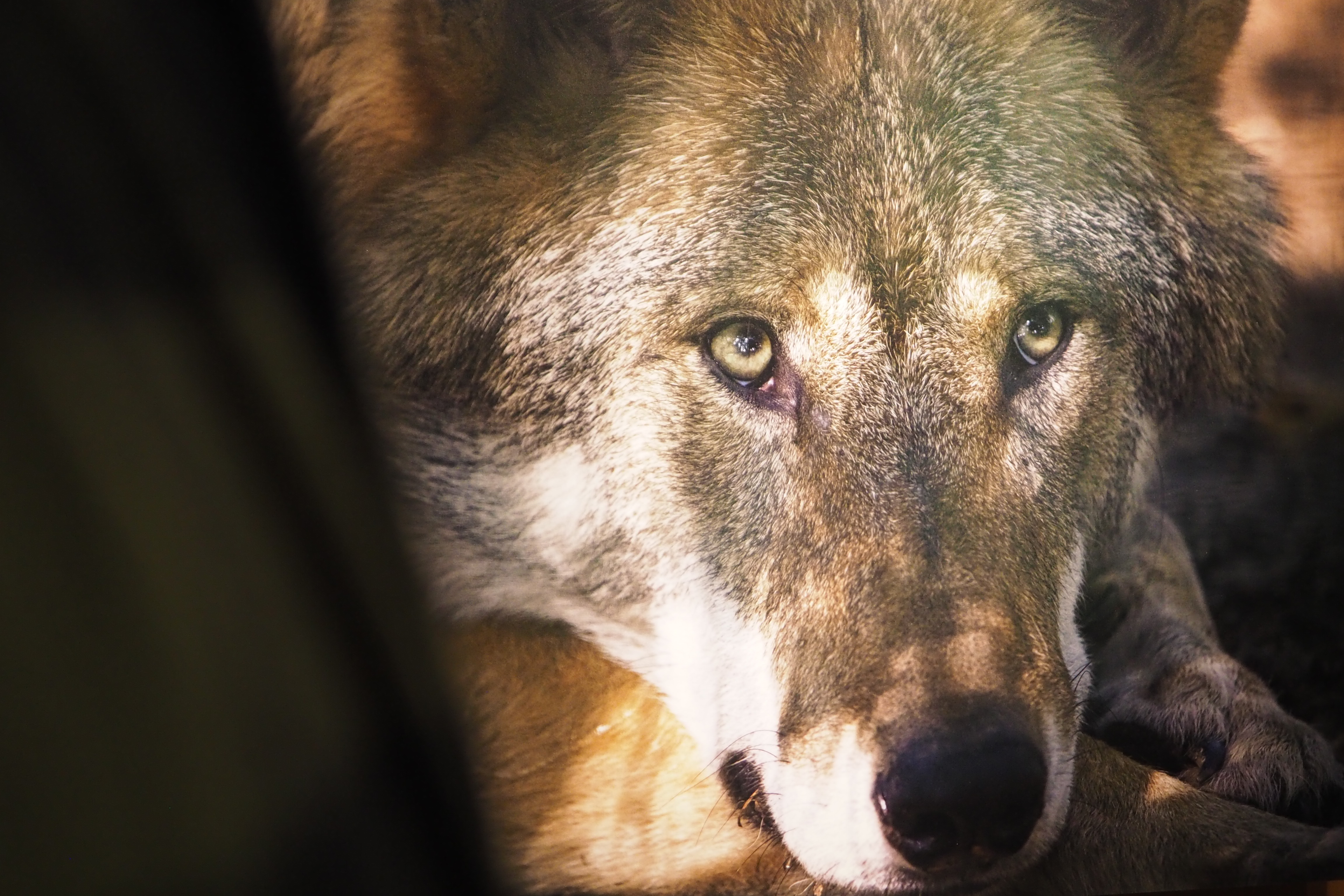 Zdjęcie przedstawia fotografię wilka prezentowaną na wystawie "Leśne Ścieżki". Fot. K. Chomicz