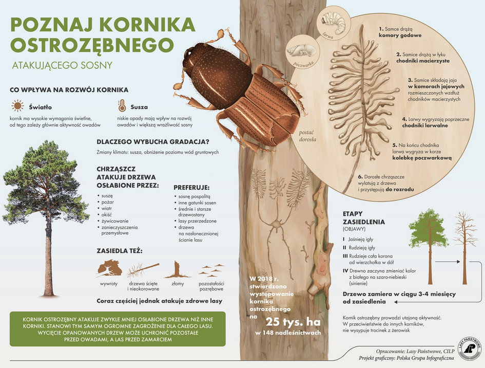 Infografika przedstawia kornika ostrozębnego - jeden z gatunków szkodników wtórnych powodujących zamieranie drzewostanów sosnowych w Leśnictwie Złotkowo. Źródło: CILP