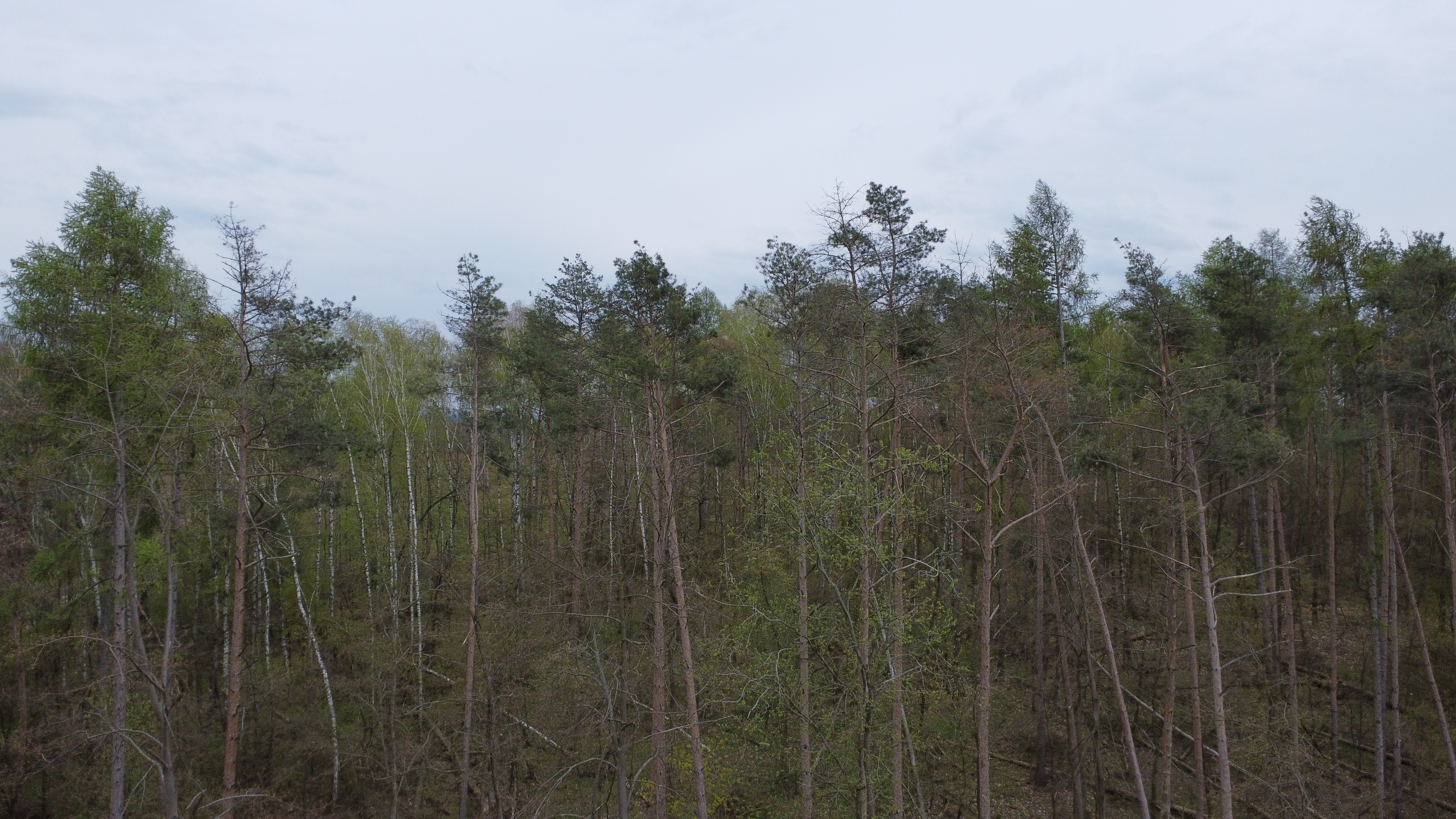 Zdjęcie przedstawia drzewa zamierające w wyniku działania szkodników wtórnych. Fot. D. Cichoń