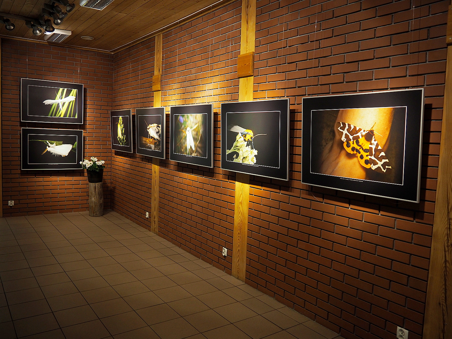 Zdjęcie przedstawia wnętrze Salonu FOTONATURA, w którym prezentowana jest wystawa wyłowione z nocy. Fot. R. Konieczny