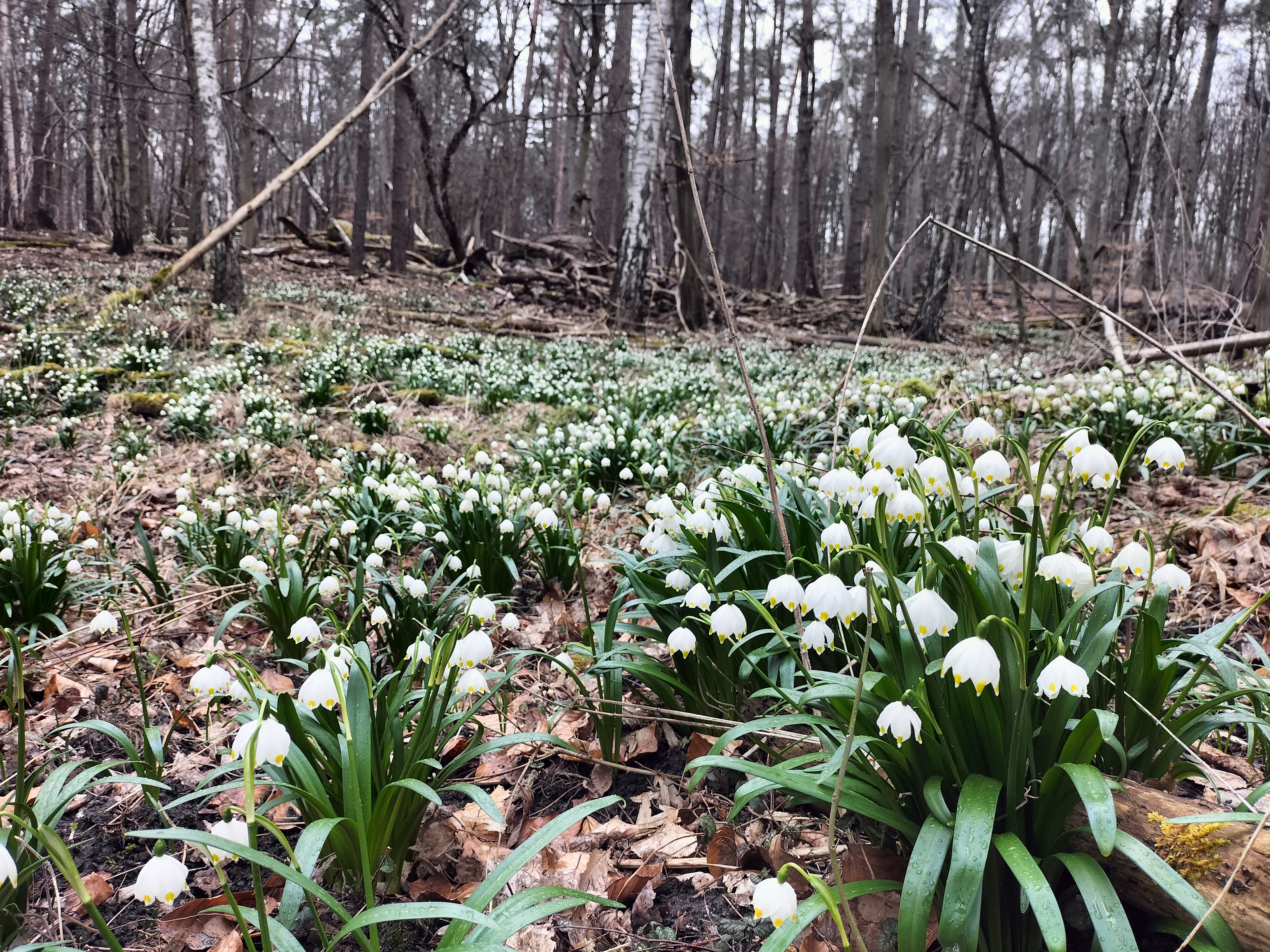Zdjęcie przedstawia aktualny stan kwitnienia roślin w rezerwacie przyrody Śnieżycowy Jar (07.03.2024 r.)