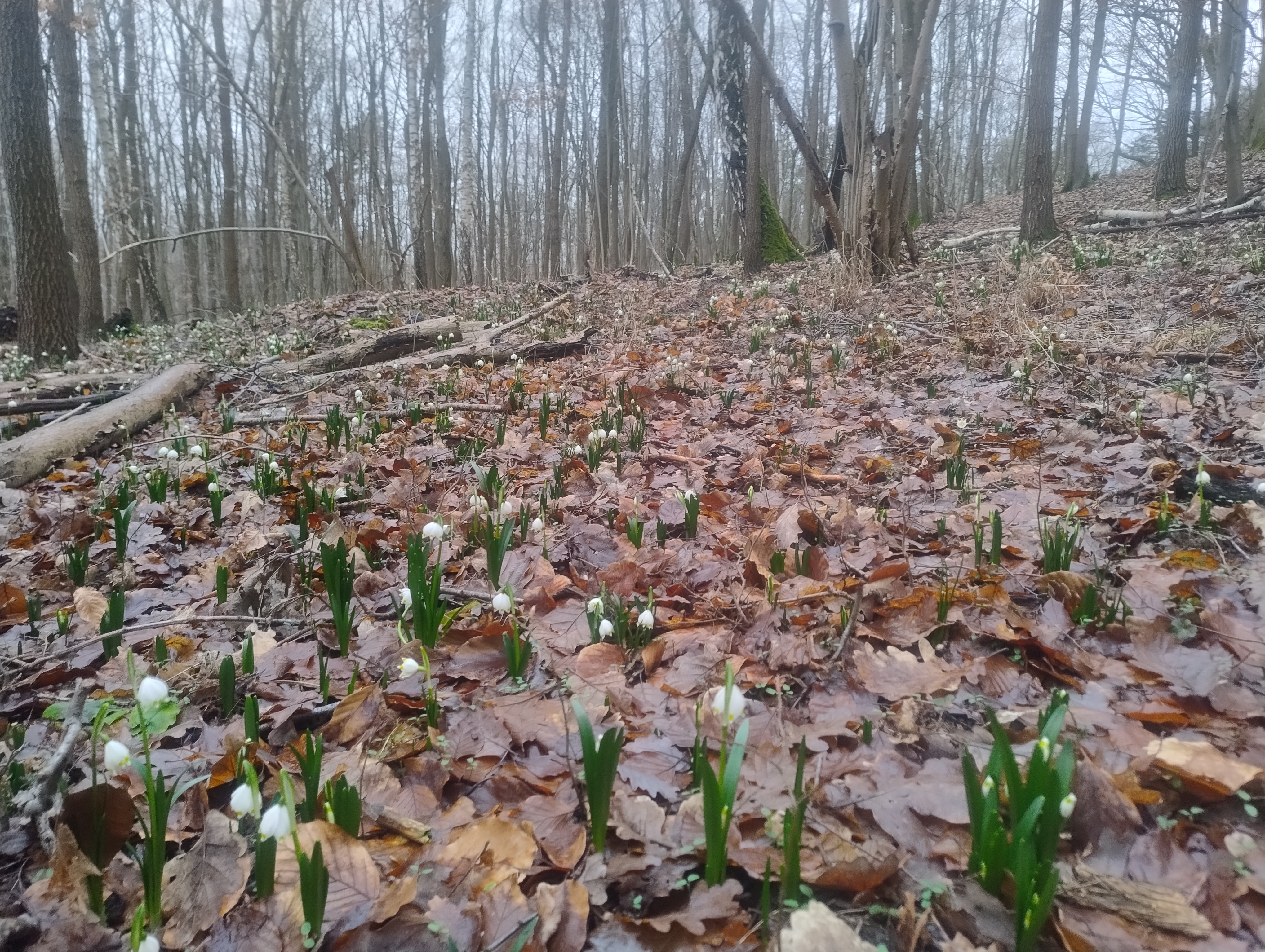 Zdjęcie przedstawia aktualny stan kwitnienia roślin w rezerwacie przyrody Śnieżycowy Jar (22.02.2024 r.)