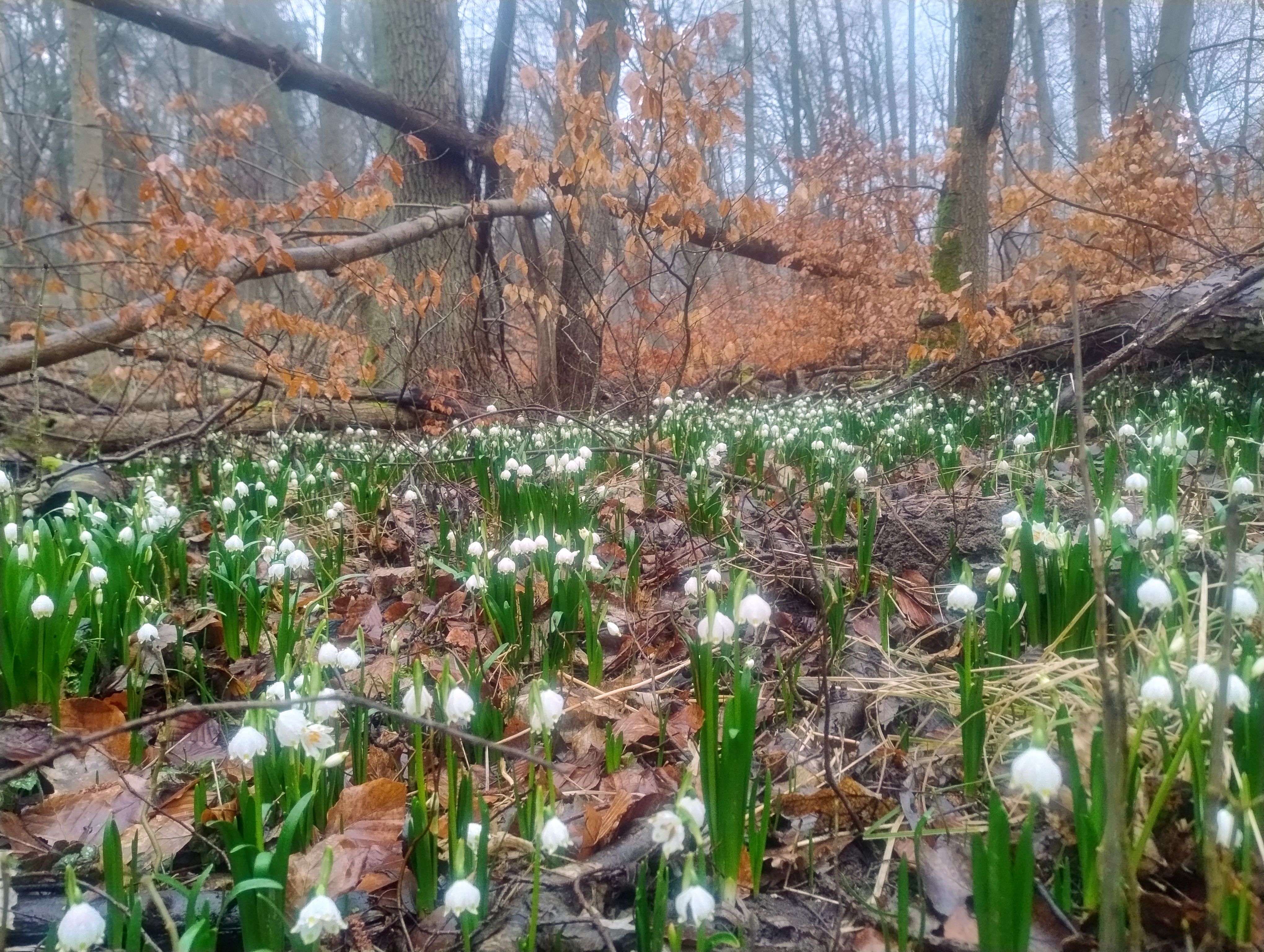 Zdjęcie przedstawia aktualny stan kwitnienia roślin w rezerwacie przyrody Śnieżycowy Jar (29.02.2024 r.)