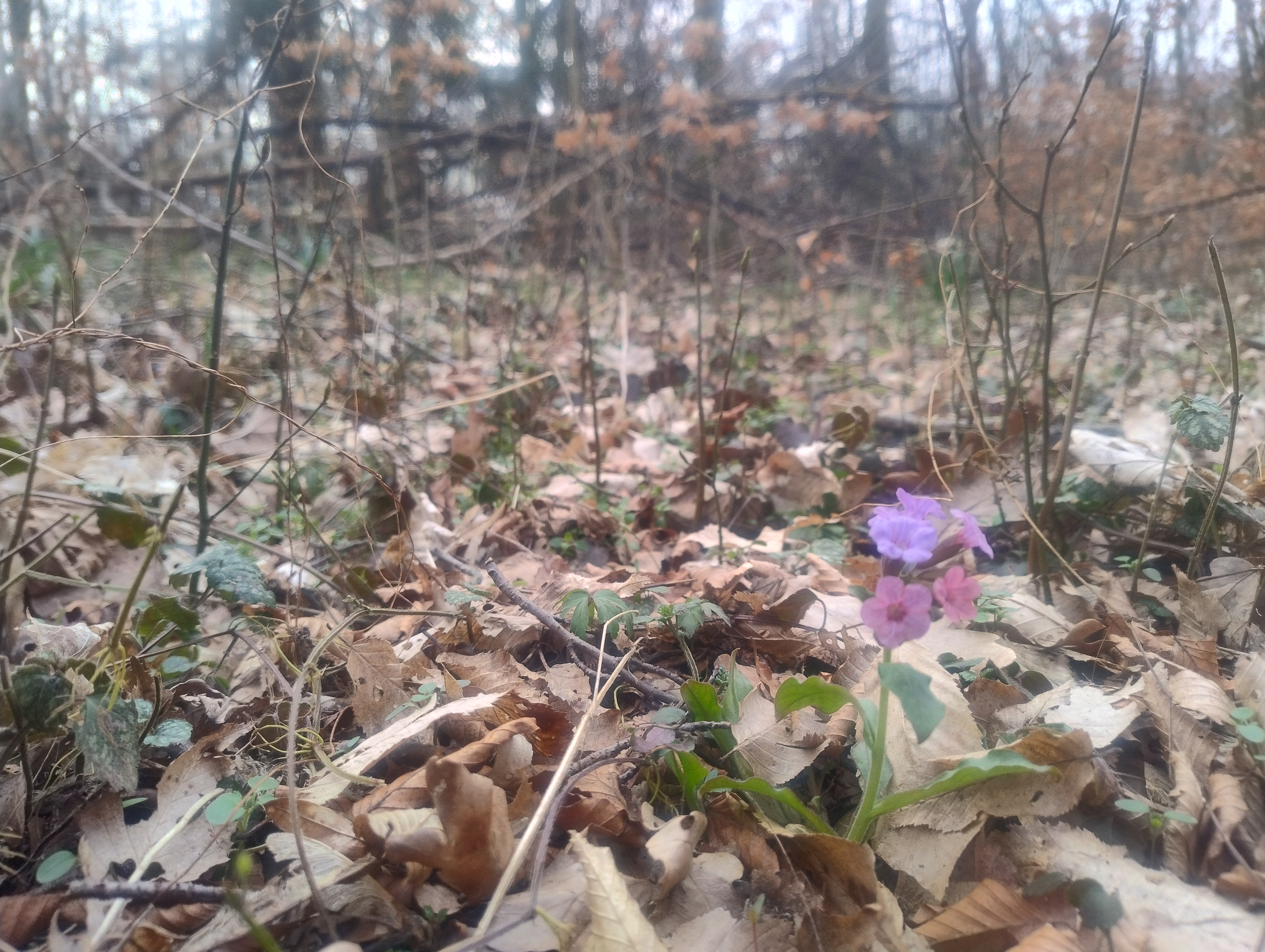 Zdjęcie przedstawia miodunkę ćmą w rezerwacie przyrody Śnieżycowy Jar (15.03.2024 r.)