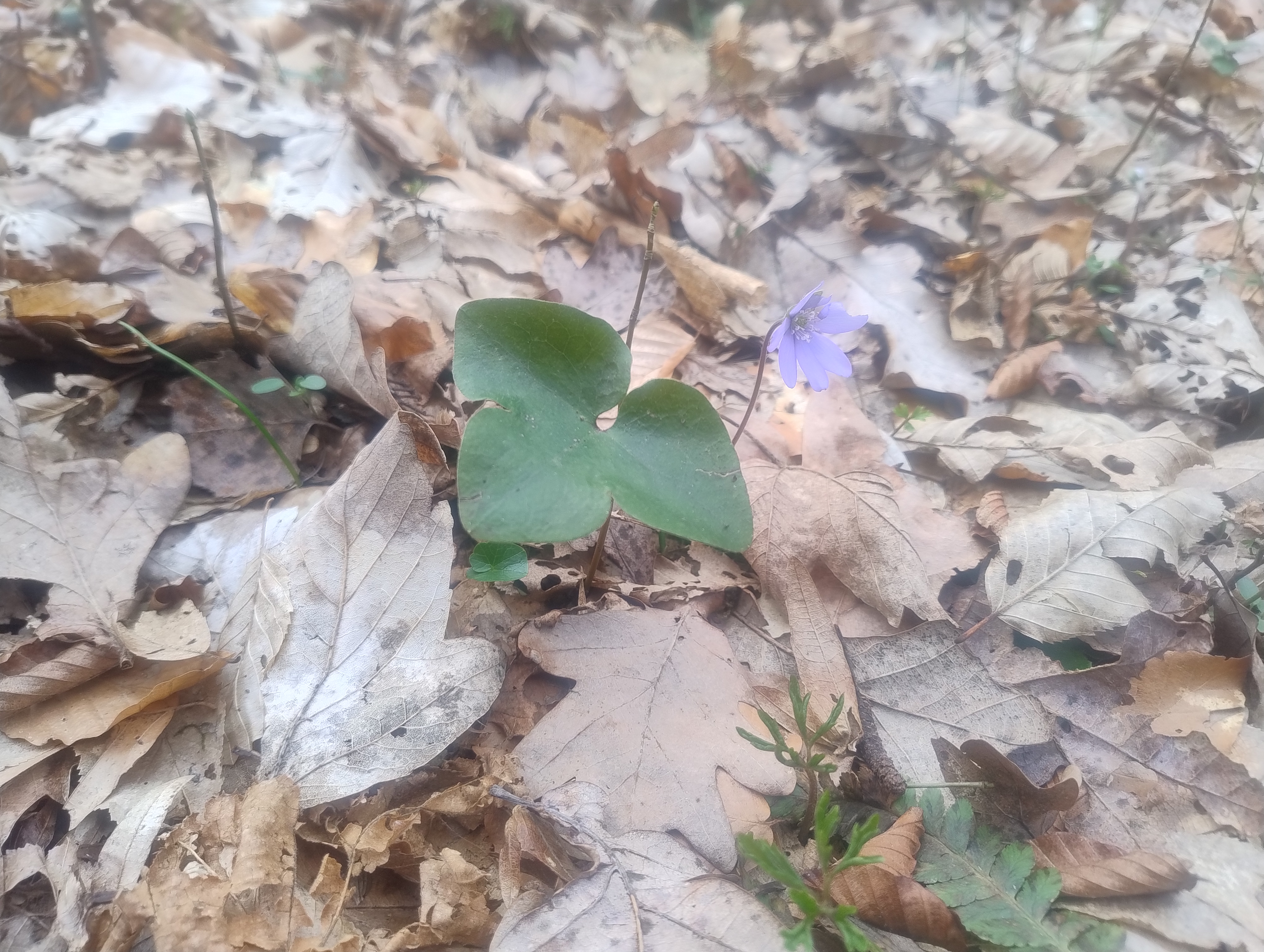 Zdjęcie przedstawia przylaszczkę pospolitą w rezerwacie przyrody Śnieżycowy Jar (15.03.2024 r.)