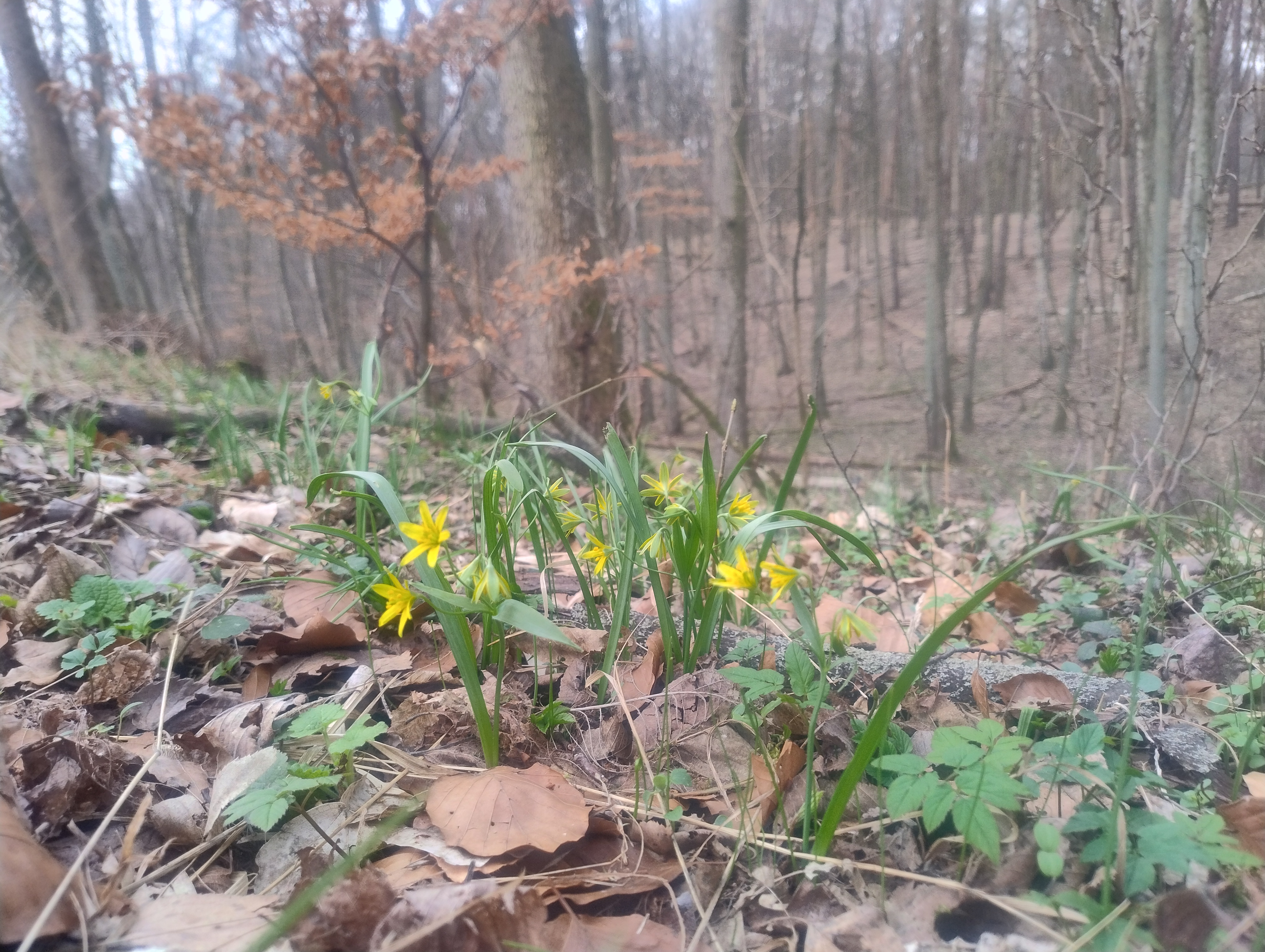 Zdjęcie przedstawia złoć żółtą w rezerwacie przyrody Śnieżycowy Jar (15.03.2024 r.)