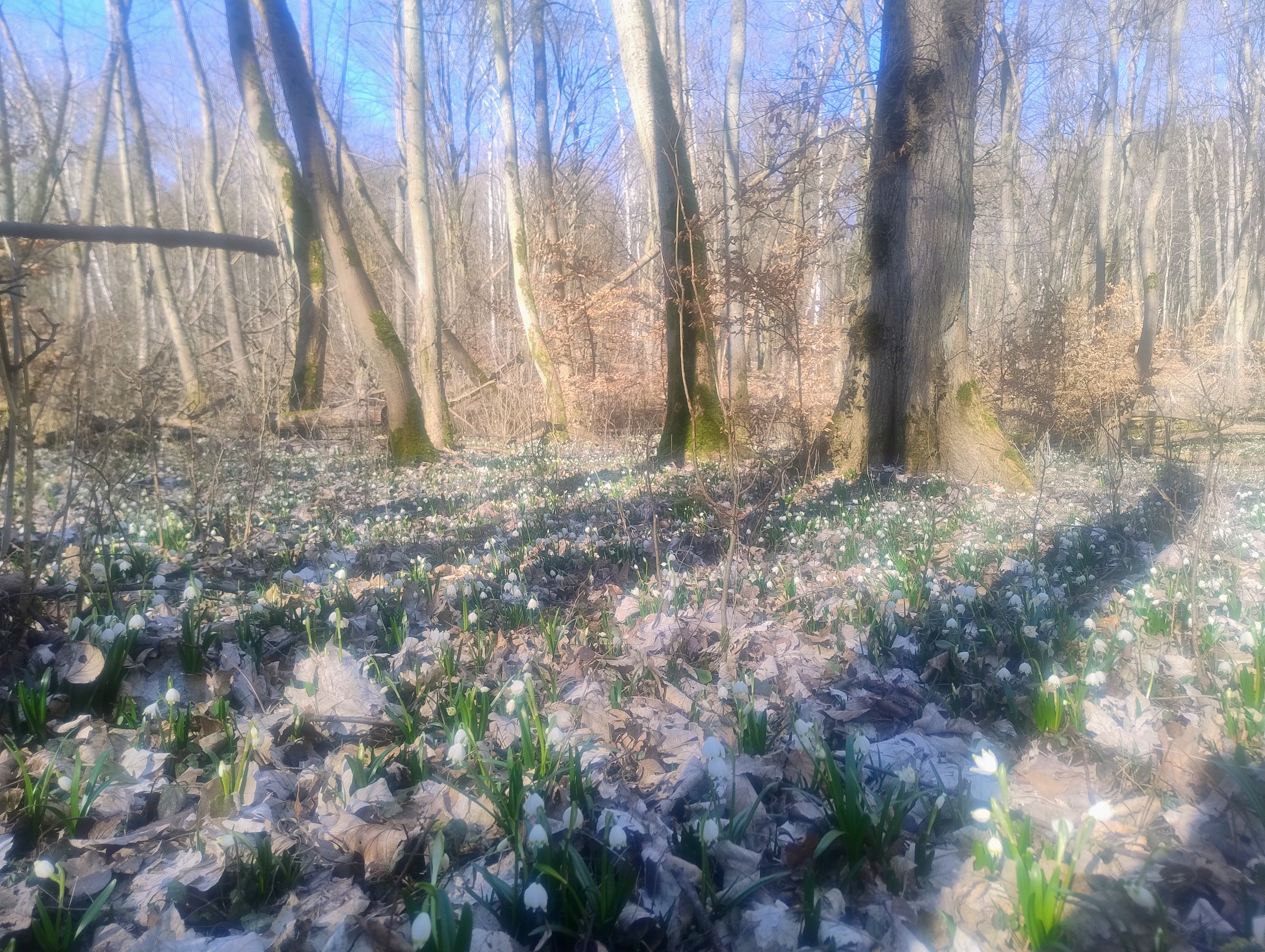 Zdjęcie przedstawia stan fenologiczny Śnieżycy wiosennej w rezerwacie przyrody Śnieżycowy Jar w dniu 06.03.2025 r.