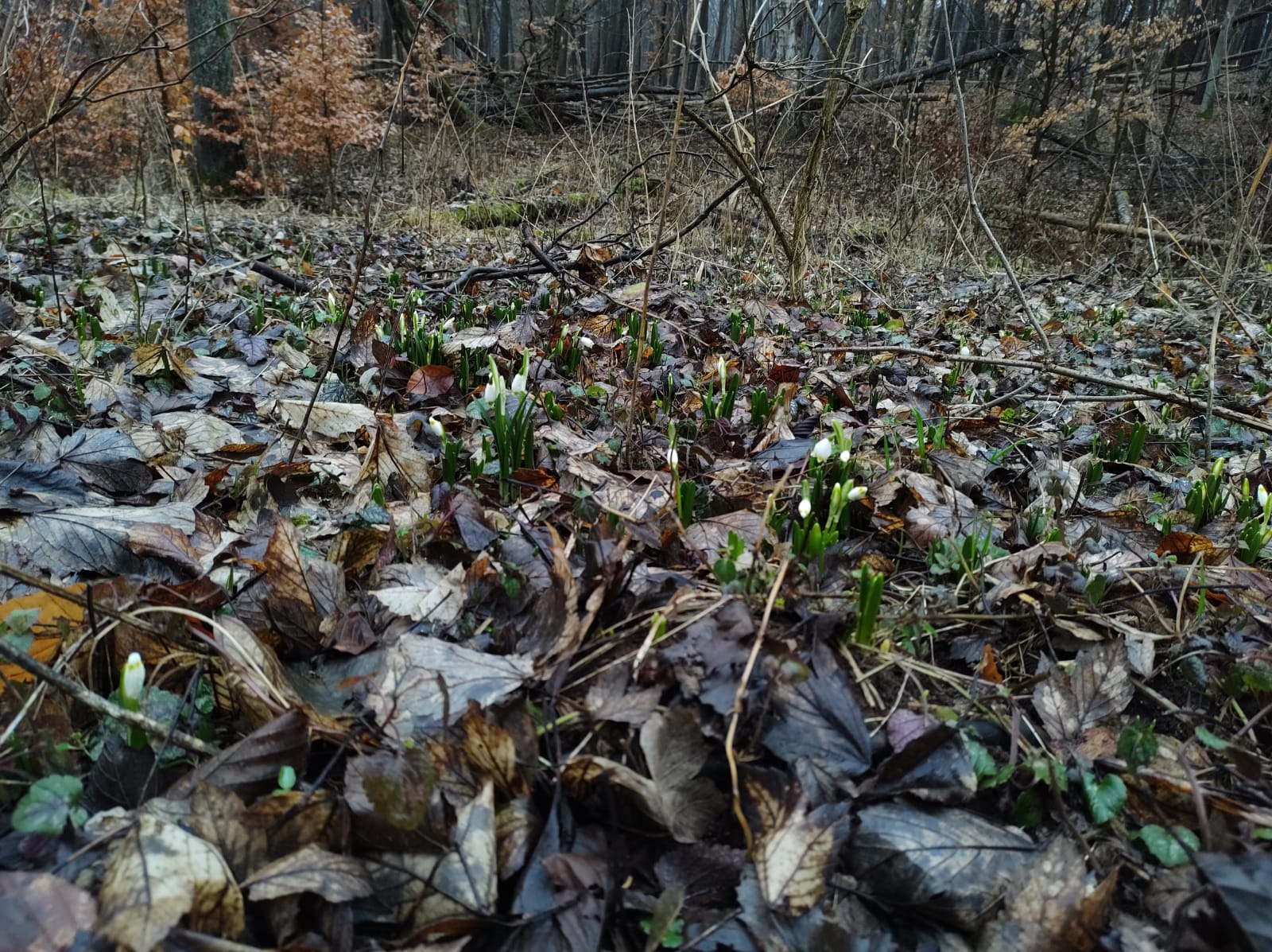 Zdjęcie przedstawia stan fenologiczny Śnieżycy wiosennej w rezerwacie przyrody Śnieżycowy Jar w dniu 27.02.2025 r.