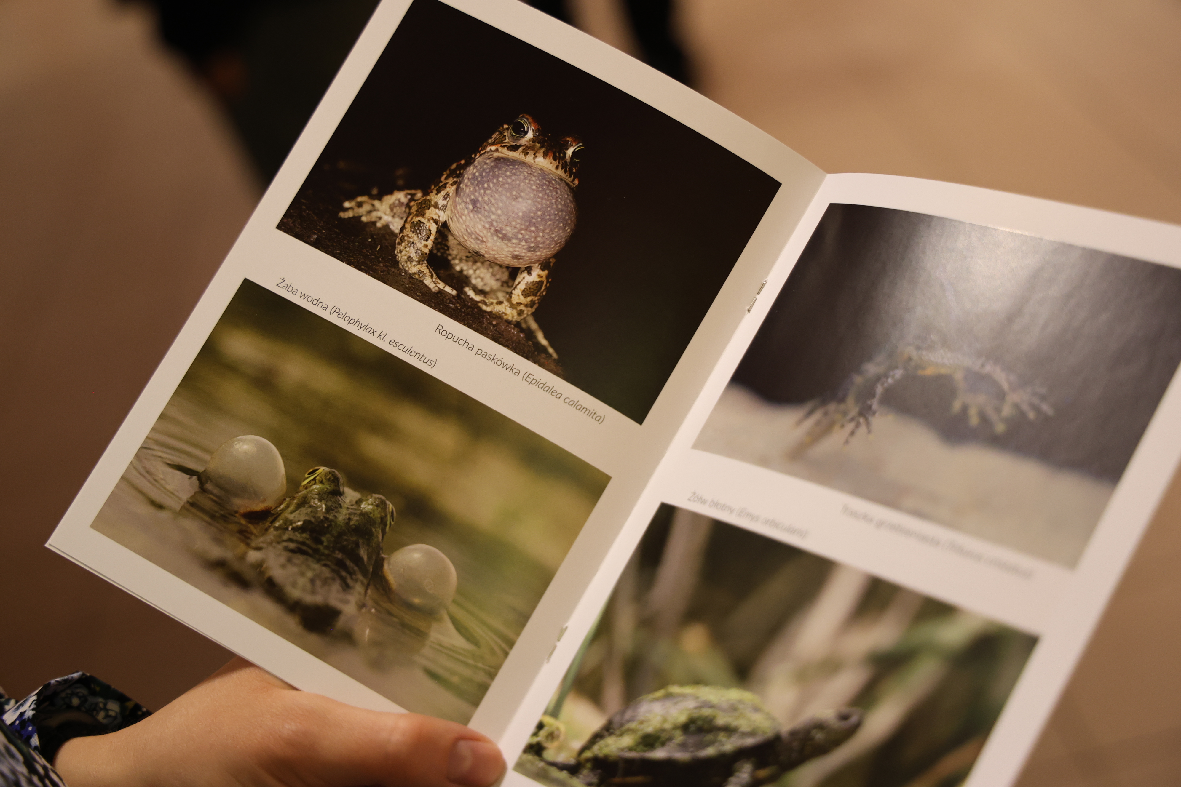 Zdjęcie przedstawia fragment katalogu wystawy "Smoki w stawie i na trawie". Fot. P. Kaźmierczak